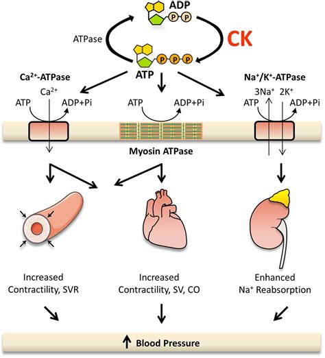 Creatine Kinase (CK): What It Is, Purpose & Procedure